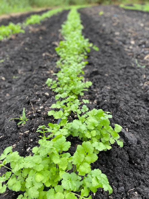 Ken’s sun dried Cilantro benefits